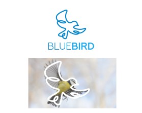Bluebird entry by Tal