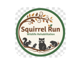 Squirrel Run Wildlife Rehabilitation entry by Deffen21