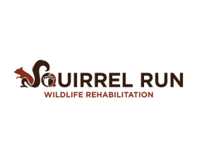 Squirrel Run Wildlife Rehabilitation entry by Ilham Fajri