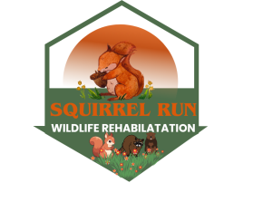 Squirrel Run Wildlife Rehabilitation entry by Pinkig5