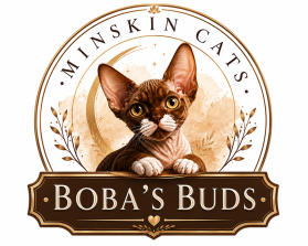 Boba's Buds Minskin Cats entry by dhonny