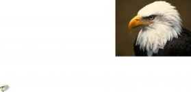 Eagle Centric Photo entry by Sarcastiec