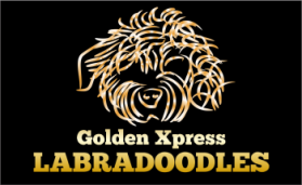 Golden Xpress Labradoodles entry by LagraphixDesigns
