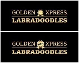Golden Xpress Labradoodles entry by svedesign