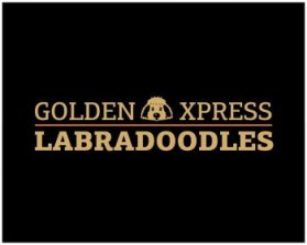 Golden Xpress Labradoodles entry by svedesign