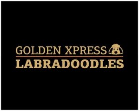 Golden Xpress Labradoodles entry by svedesign