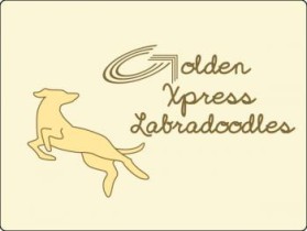 Golden Xpress Labradoodles entry by sobyvaby