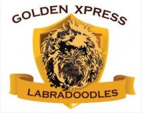 Golden Xpress Labradoodles entry by IMFantasia