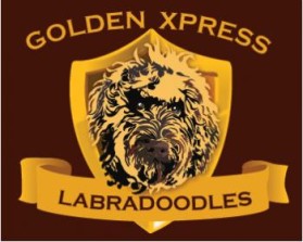 Golden Xpress Labradoodles entry by IMFantasia