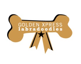 Golden Xpress Labradoodles entry by reding