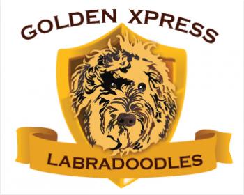 Logo Design for Golden Xpress Labradoodles