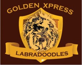 Golden Xpress Labradoodles entry by IMFantasia