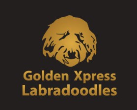 Golden Xpress Labradoodles entry by debo243