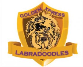Golden Xpress Labradoodles entry by IMFantasia