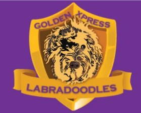 Golden Xpress Labradoodles entry by IMFantasia