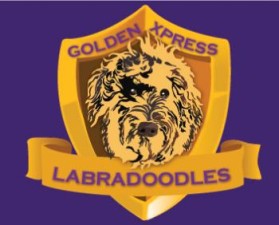 Golden Xpress Labradoodles entry by IMFantasia