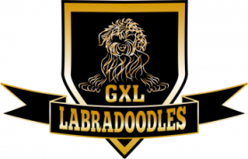 Golden Xpress Labradoodles entry by LagraphixDesigns