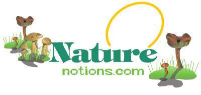 Logo Design entry 22194 submitted by nida