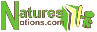 Logo Design entry 22912 submitted by nida