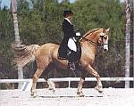 Welsh Pony & Cob Society of America entry by ArtMachine
