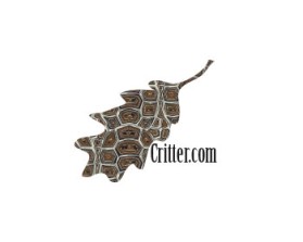 Critter.com entry by not2shabby