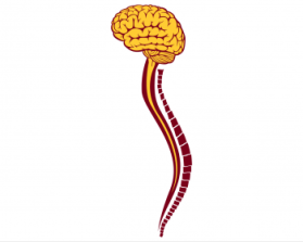 Minnesota Neurosurgery (U of MN, Department of Neurosurgery) entry by Yurie