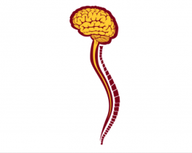 Minnesota Neurosurgery (U of MN, Department of Neurosurgery) entry by Yurie