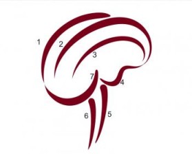 Minnesota Neurosurgery (U of MN, Department of Neurosurgery) entry by Riotto