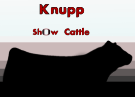 Knupp Show Cattle entry by Kevin Roddy