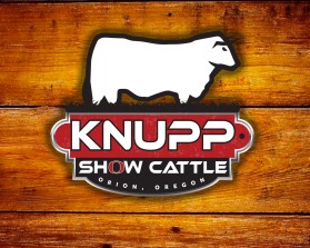 Knupp Show Cattle entry by quimcey