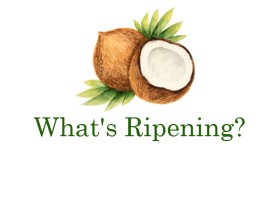 What's Ripening? entry by vblue