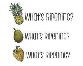 What's Ripening? entry by quimcey