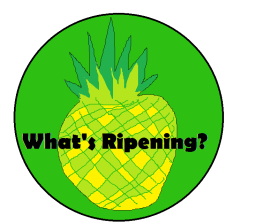 What's Ripening? entry by palmtreeluke