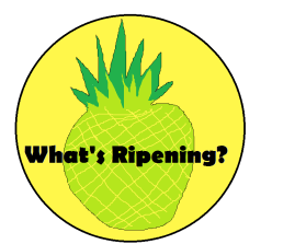 What's Ripening? entry by palmtreeluke