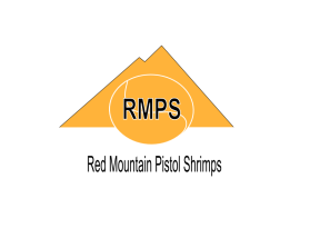 Red Mountain Pistol Shrimps entry by Noordin