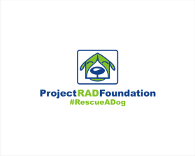 Project RAD Foundation entry by dogeco
