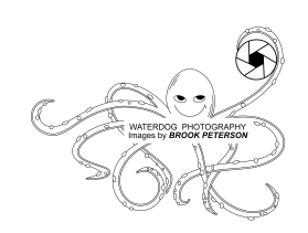 Waterdog Photography entry by Mariia Beliaeva