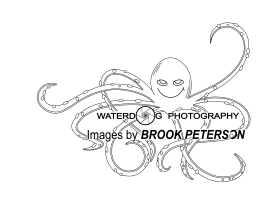 Waterdog Photography entry by Mariia Beliaeva
