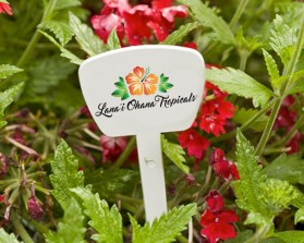 LANA'I OHANA TROPICALS&trade;  entry by Mark Brent Atkinson