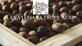 LANA'I OHANA TROPICALS&trade;  entry by Whisnu Fajar