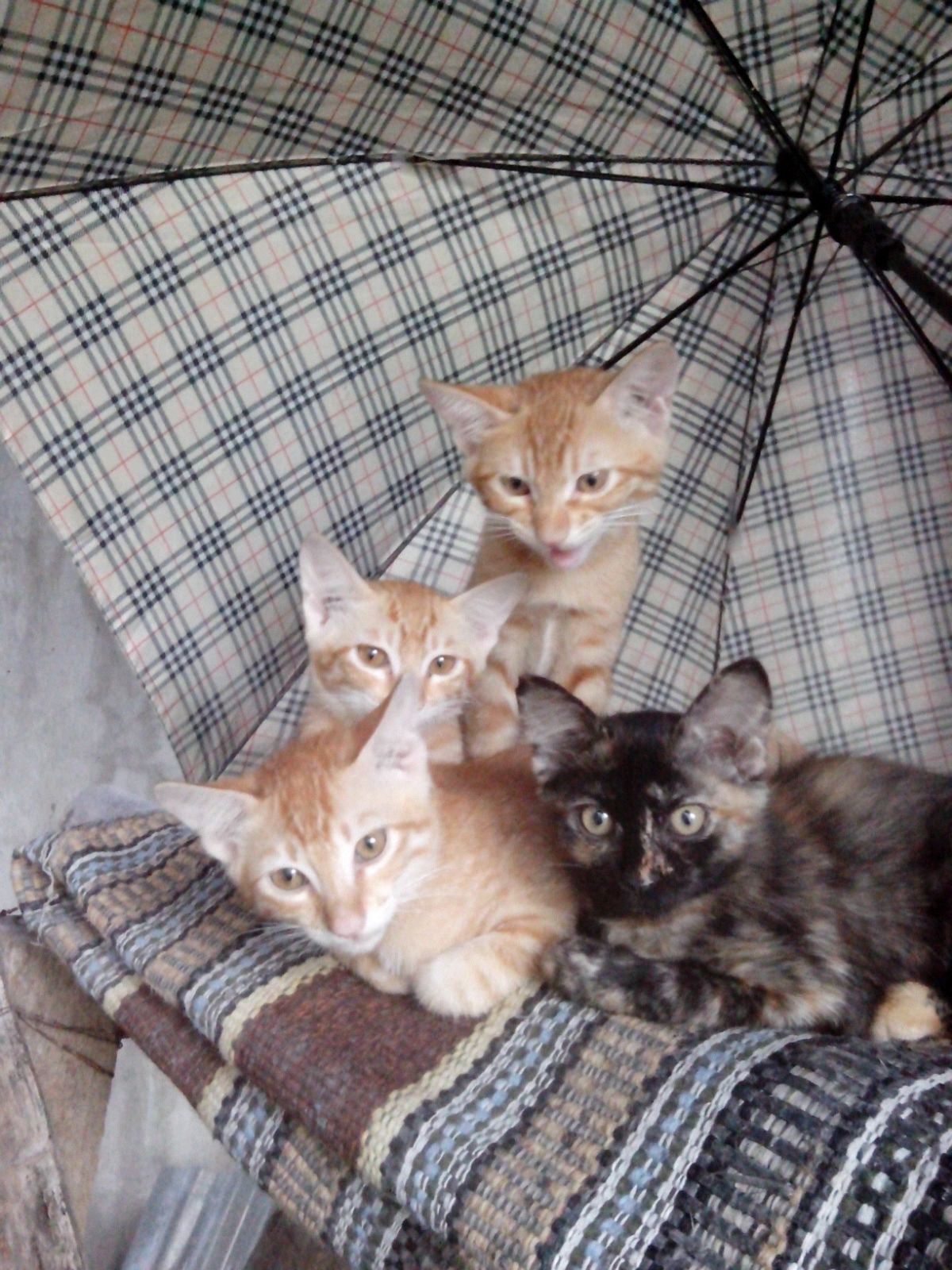 sambelpete Profile Picture